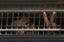 Proche-Orient - Israël transfère les prisonniers palestiniens en vue de l'échange avec Gilad Shalit - © Radio-Canada | Nouvelles