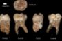  [ Science ] Archéologie - Des restes d'un Homo sapiens de 400 000 ans découverts - © Radio-Canada | Nouvelles