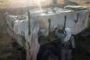 Syrie: les Casques bleus enlevés sur le Golan sont en bonne santé - © La Libre