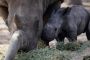 Un bébé rhinocéros blanc né en Israël - © RIA Novosti