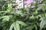 Un cannabis thérapeutique qui n'est pas addictif et ne fait plus planer - © Futura-Sciences Actualits