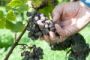 Un jeune Israélien découvre un pressoir à raisins vieux de 1.400 ans - © 20Minutes