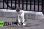 Un policier aide le chat de David Cameron à rentrer chez lui - © RIA Novosti