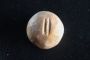 Une pierre de faussaire extrêmement rare trouvée lors de fouilles à Jérusalem - © Juif.org