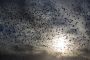VIDEO. L'hypnotique ballet d'oiseaux dans le ciel d'Israël - © 20Minutes