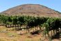 Vins : le joli succès de la filière israélienne - © Les Echos