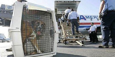 Des chiens vivants farcis aux explosifs