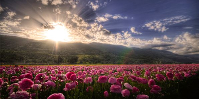  Des millions de fleurs d'Israël vendues pour la Saint-Valentin en Europe. 