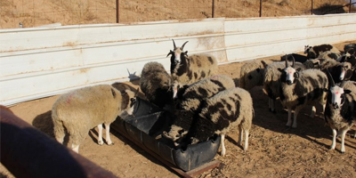 Un virus a emporté la moitié du troupeau des « moutons de Jacob » mentionnés dans la Bible