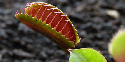 Darwin et la plante carnivore