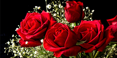 TF1, ne le dit pas Pour la Saint-Valentin les roses viendront dIsraël.