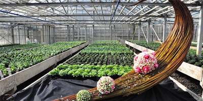 Au Rwanda, Israël va investir dans un centre horticole à hauteur de $2,5 millions.