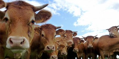 Le parlement flamand interdit labattage rituel des animaux