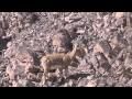 Randonnée dans le Neguev - © YouTube