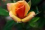 D'o&ugrave; provient l'amour d'une femme pour sa maisonn&eacute;e ? - &copy; Torah-Box