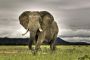 Le moyen de communication des Elephants - &copy; Torah-Box